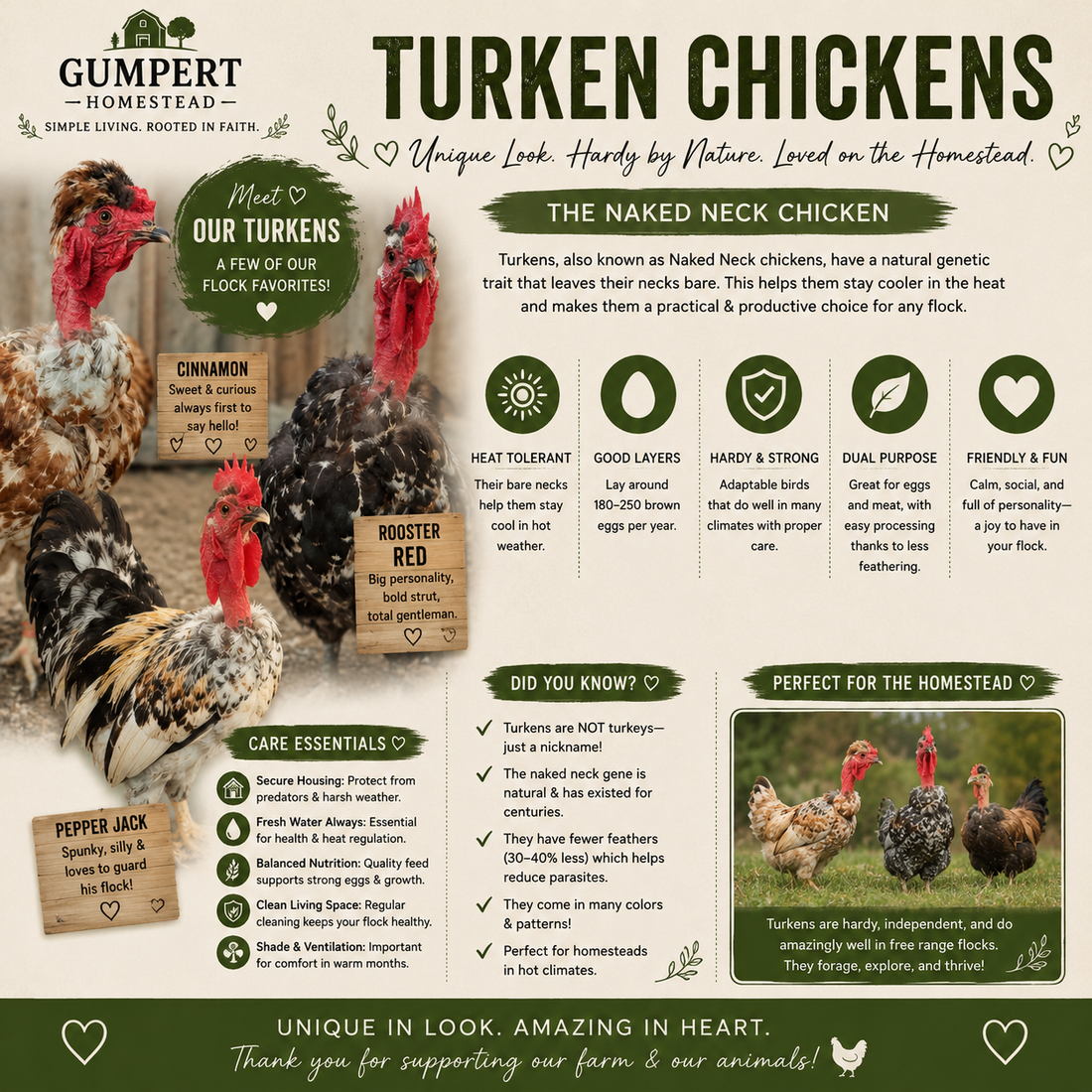 Turken Chickens: Everything You Need to Know About Naked Neck Chickens