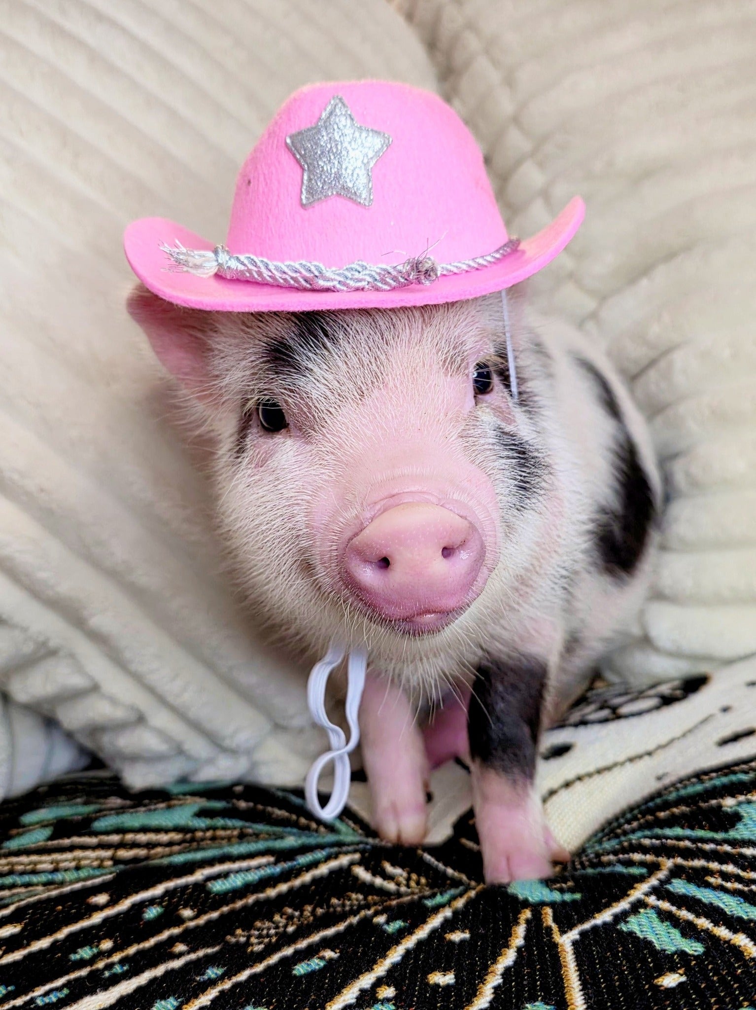 Mini Pig Treats: The Secret to Healthy Weight, Shiny Skin & Happy Pigs