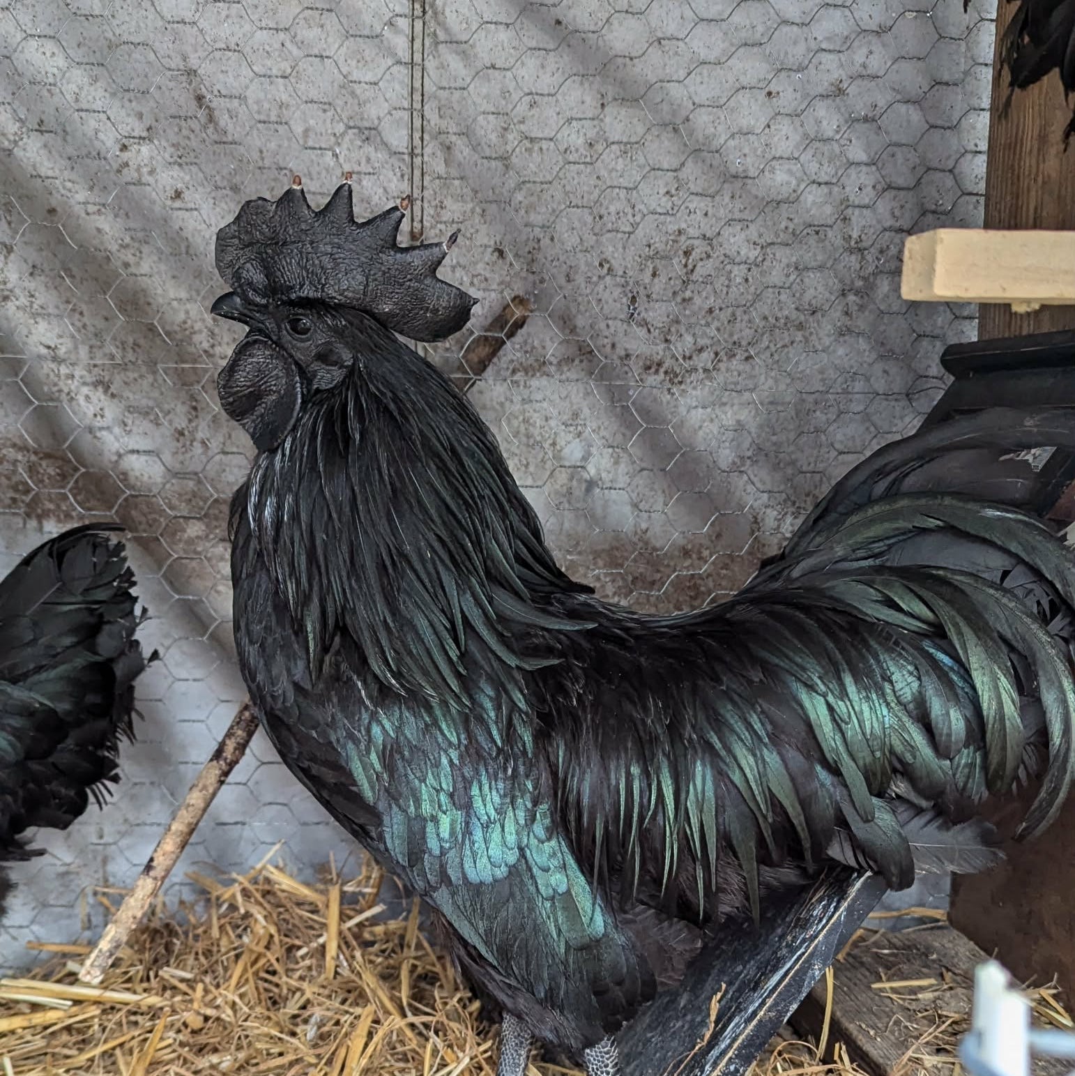 The Ayam Cemani Chicken: The World’s Most Mysterious All-Black Breed