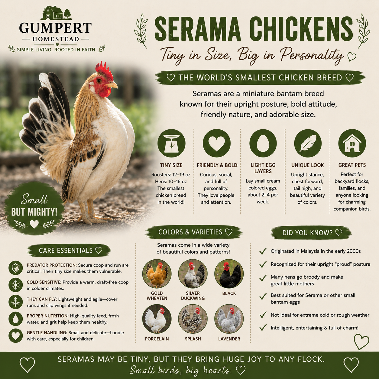 Serama Chickens: Complete Breed & Care Guide for the World’s Smallest Chicken