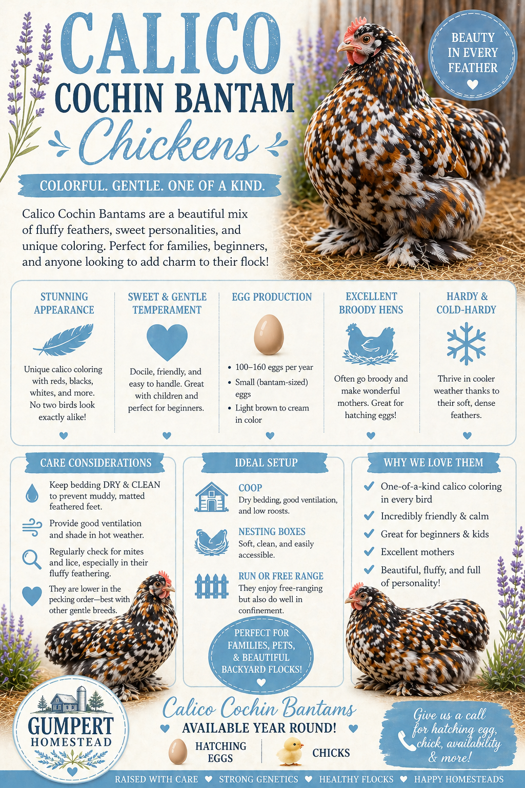 Calico Cochin Bantam Chickens: The Ultimate Guide to This Colorful, Gentle Backyard Favorite