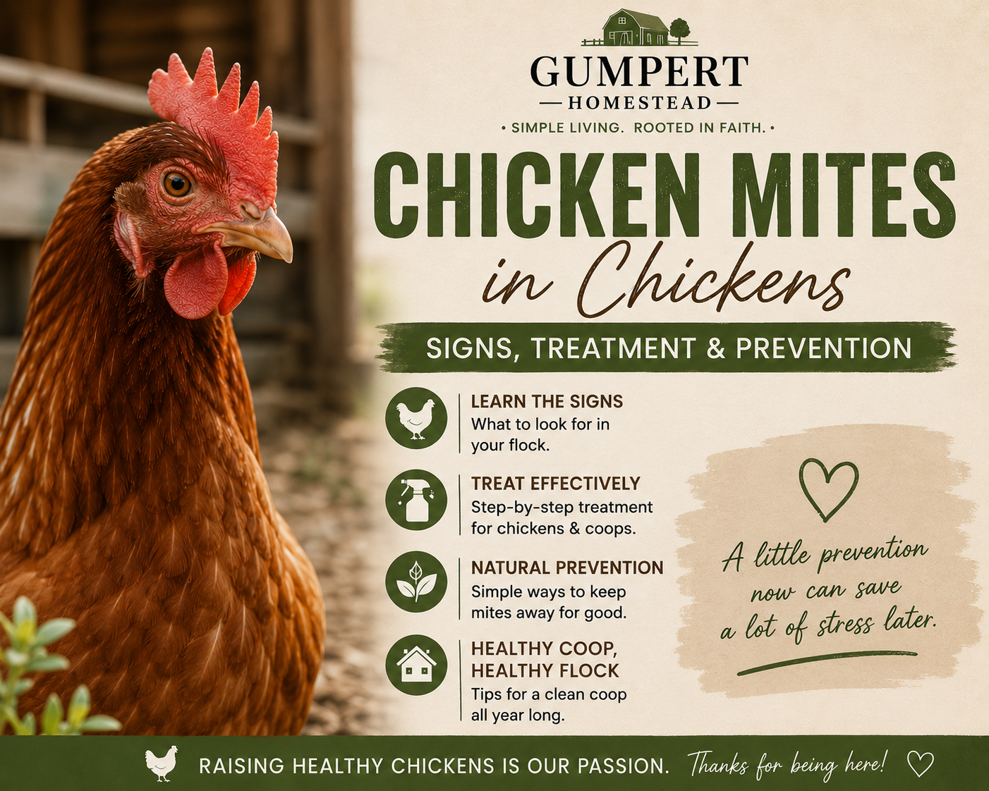 Chicken Mites in Backyard Flocks: Signs, Treatment, Prevention & What Every Chicken Owner Should Know