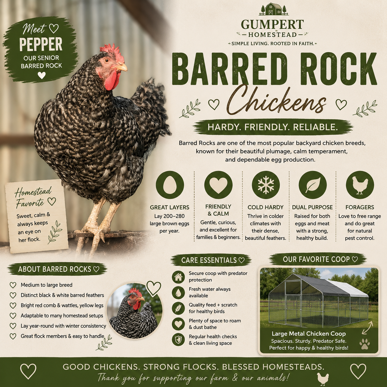 Barred Rock Chickens: Everything You Need to Know About This Classic Backyard Breed