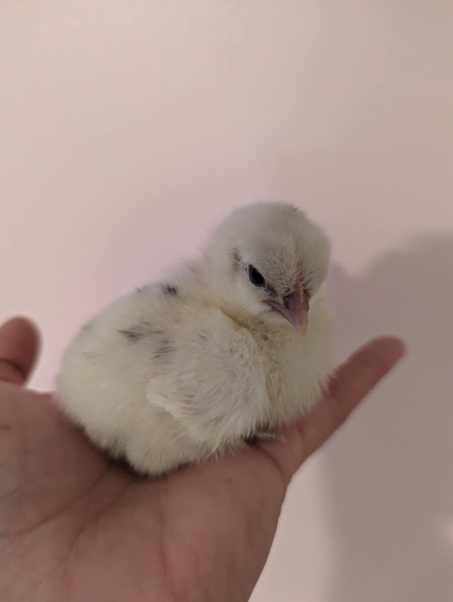 Pasty Butt in Chicks: How to Fix It Fast (And Prevent It for Good)