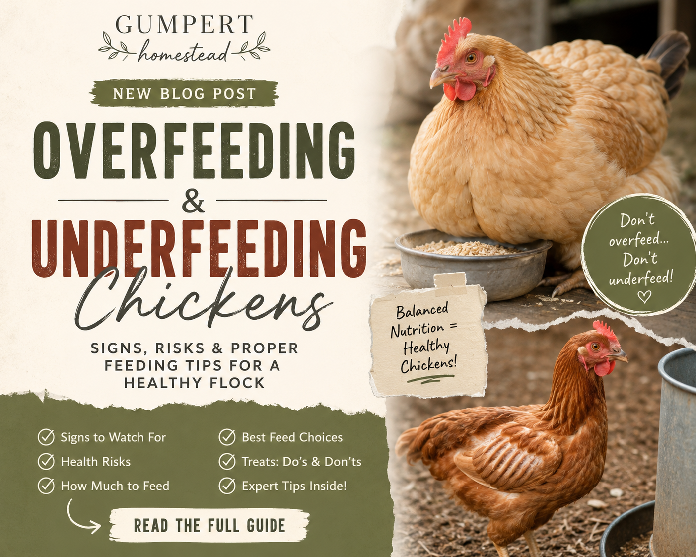 Overfeeding and Underfeeding Chickens: Signs, Risks, Prevention & Proper Feeding Guide for Healthy Backyard Flocks