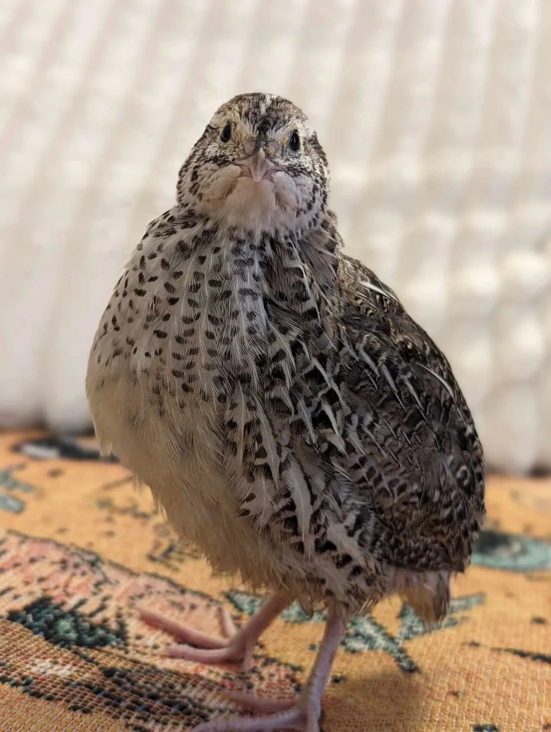 Jumbo Coturnix Quail vs. Bobwhite Quail: Best Choice for Your Small Homestead