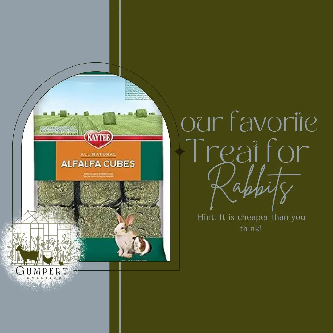 One of Our Favorite Small-Animal Treats: Kaytee Alfalfa Cubes