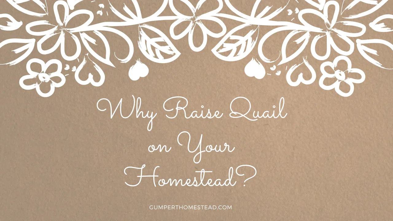 Why Raise Quail on Your Homestead?