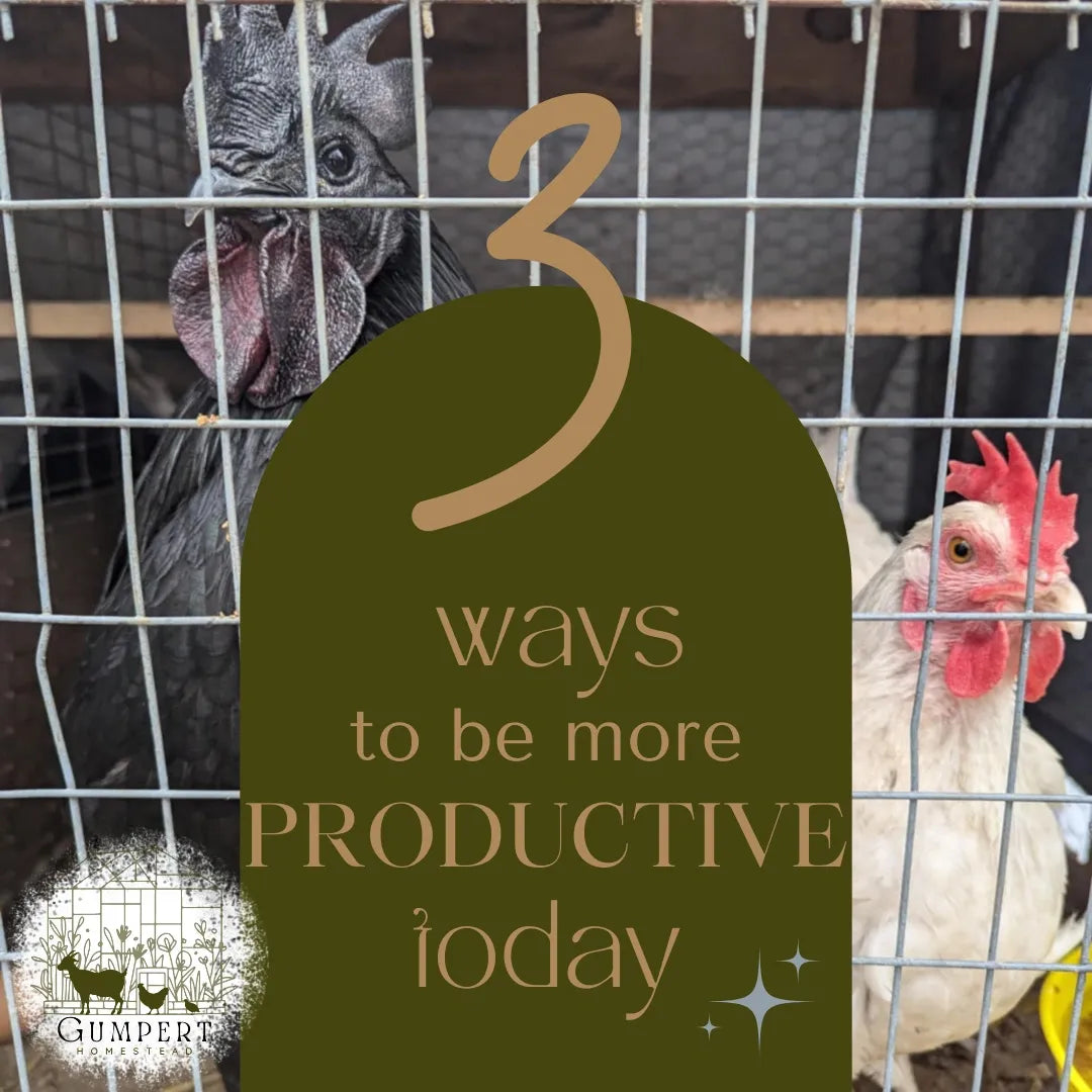 3 Simple Ways to Be More Productive Today on Your Small Homestead
