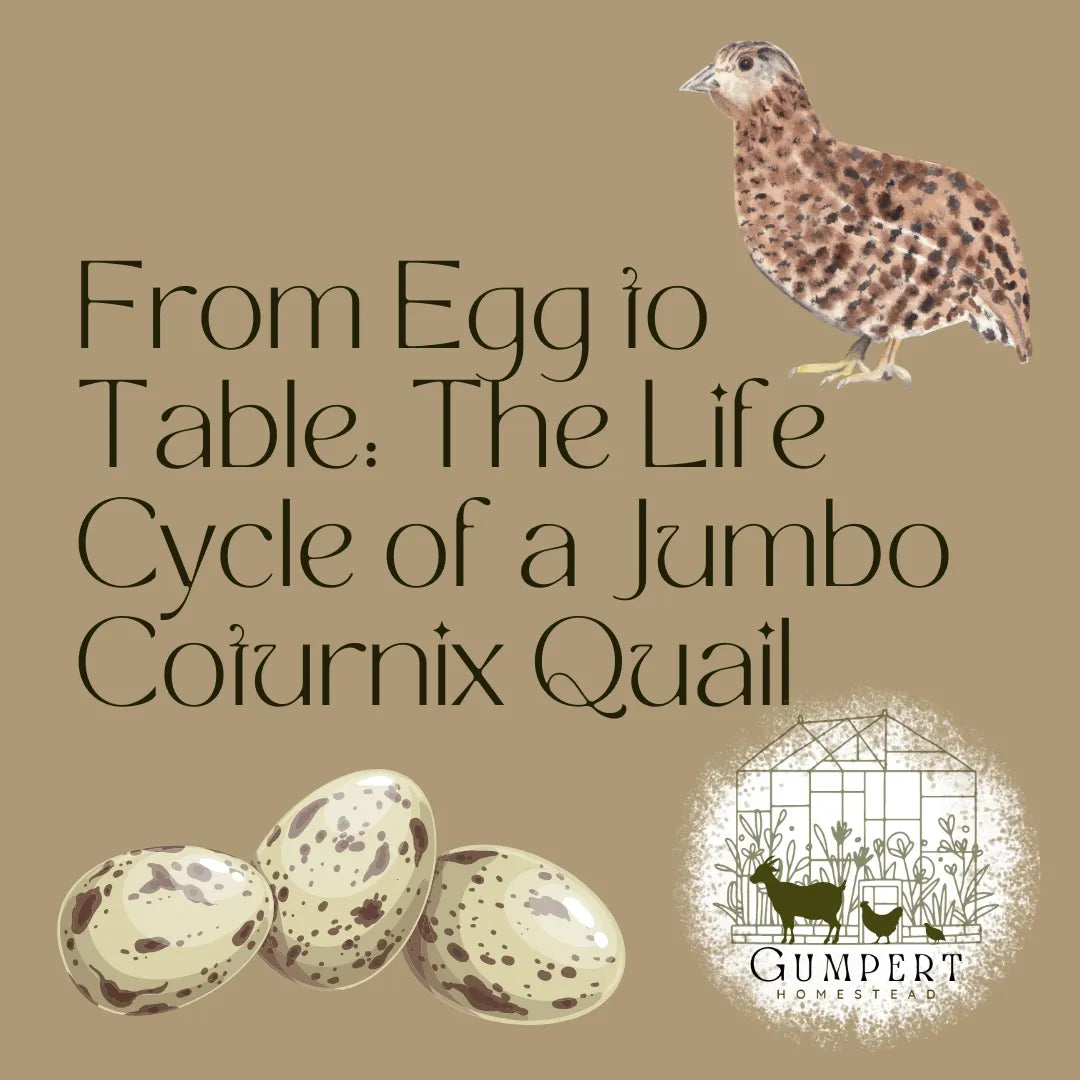 The Complete Life Cycle of a Quail: From Egg to Adult