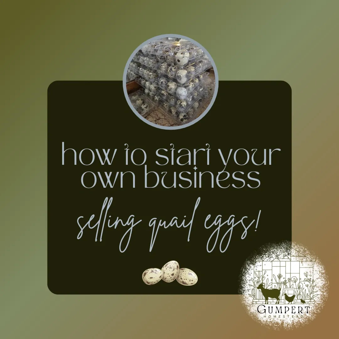 How to Start Selling Quail Eggs (A Homesteader’s Guide)