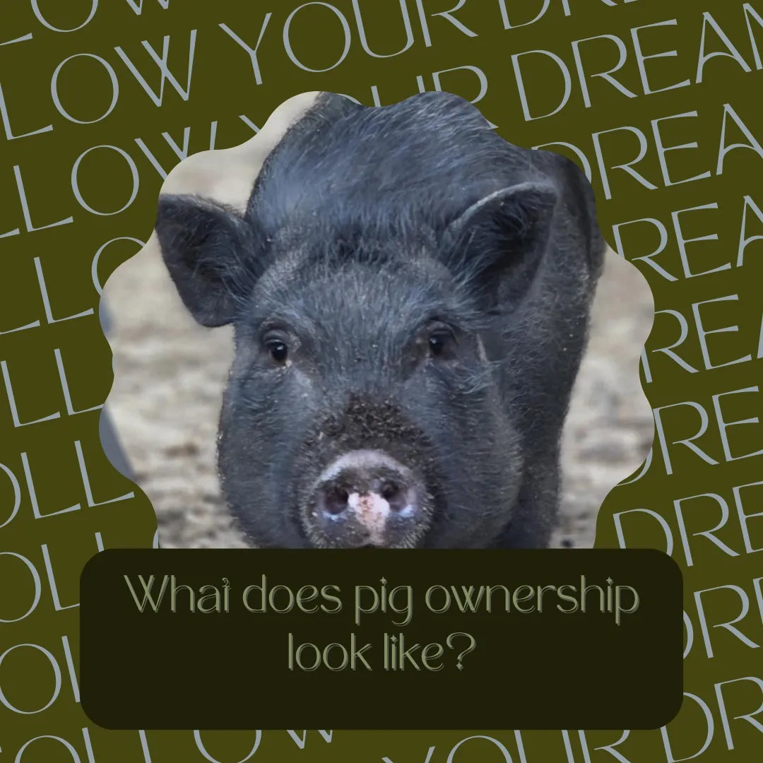 The Gravity of Pig Ownership: What You Need to Know