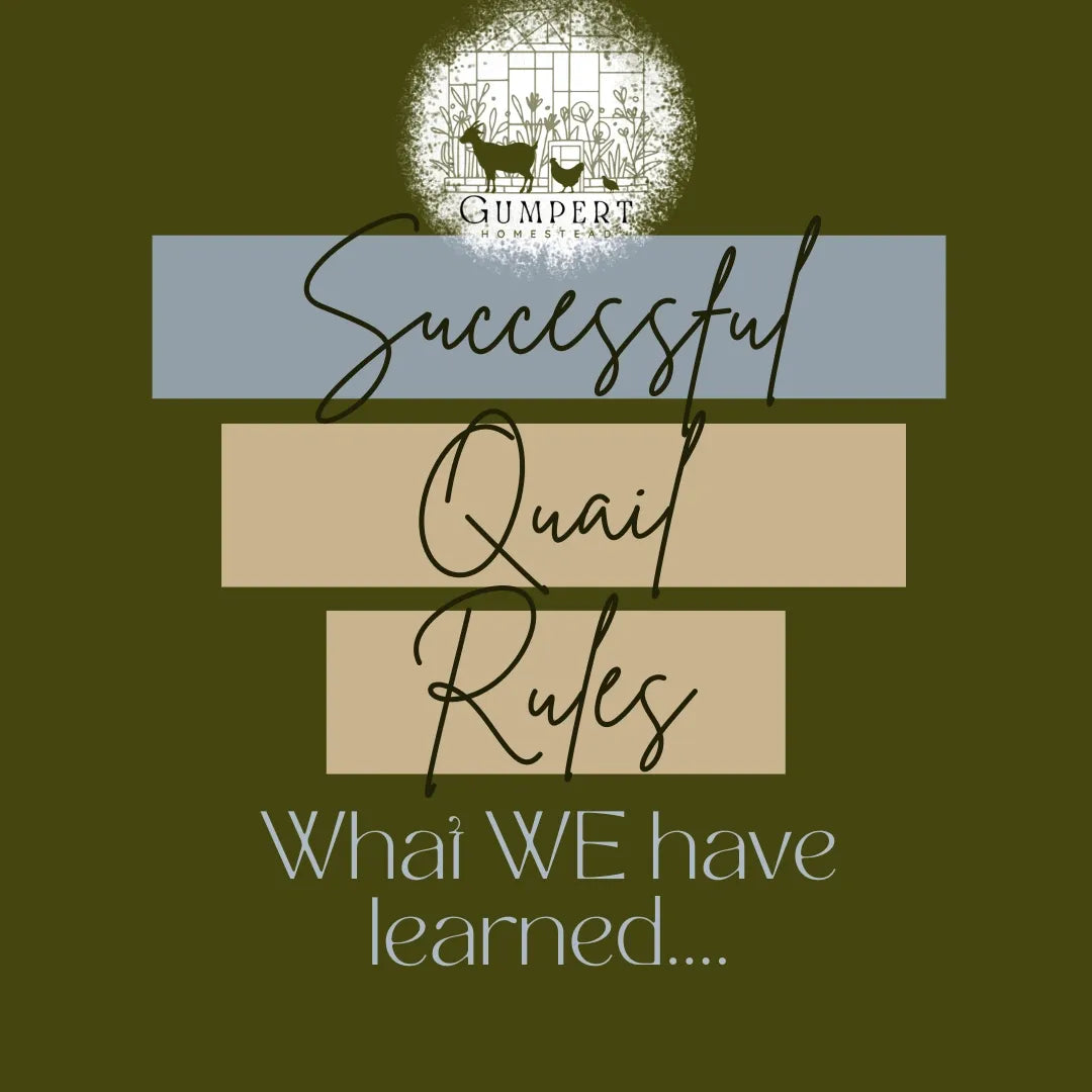 The Rules of Good Quail Husbandry