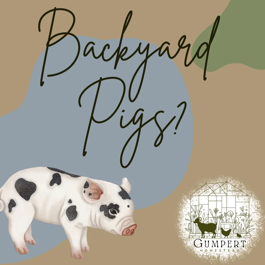 Backyard Pig Raising — The Southern Way