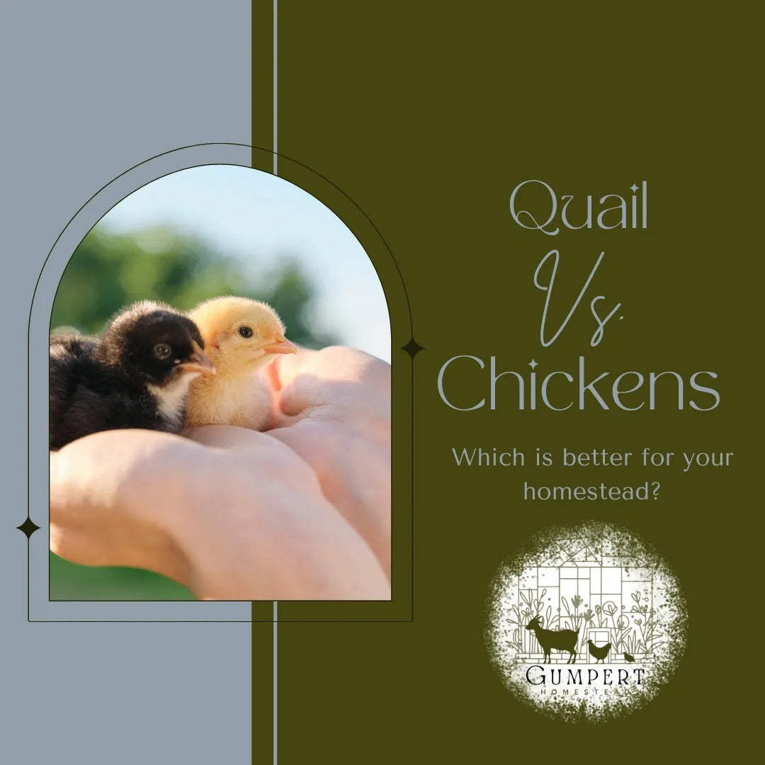 Chickens vs. Quail: Which Is Better for Your Small Homestead?