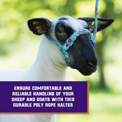 Weaver Livestock Poly Rope Sheep Halter, Modern Style Braid Sheep and Goat Rope Halter, Adjustable Lamb Halter Lead, Livestock Sheep Showing Supplies